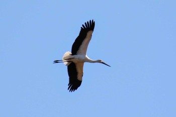 Oriental Stork Watarase Yusuichi (Wetland) Fri, 11/23/2018