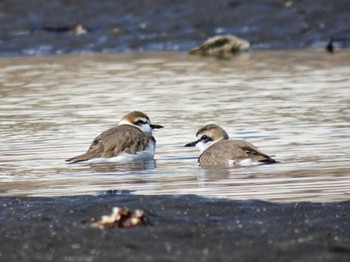 Kentish Plover Sambanze Tideland Wed, 2/14/2024