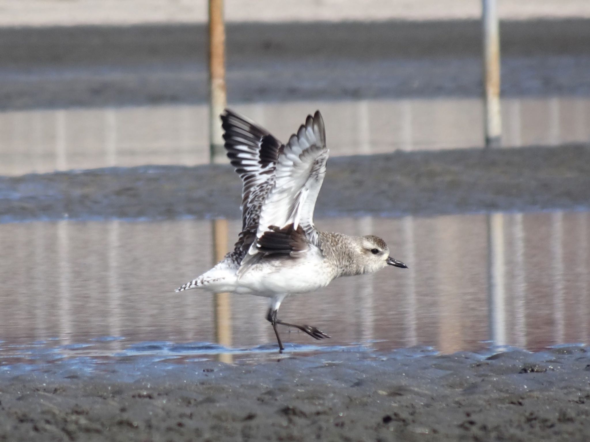 Grey Plover