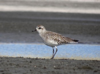 ダイゼン ふなばし三番瀬海浜公園 2024年2月14日(水)