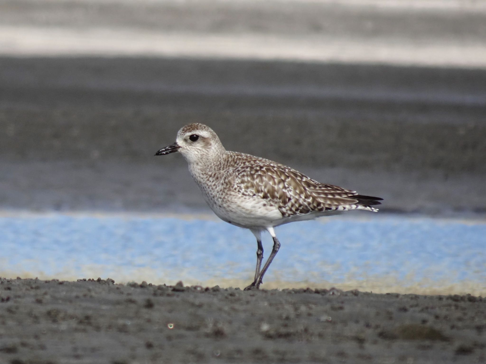 Grey Plover