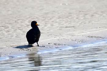 クロガモ 場所が不明 2024年2月10日(土)