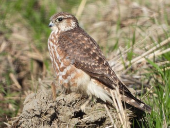 Merlin 滋賀県 Mon, 2/12/2024