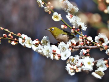 Warbling White-eye Yoyogi Park Wed, 2/14/2024