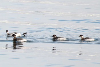 ハジロカイツブリ ふなばし三番瀬海浜公園 2024年2月10日(土)