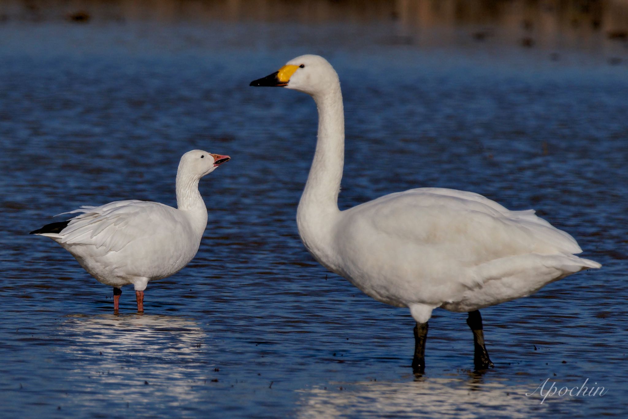 Photo of Snow Goose at 夏目の堰 (八丁堰) by アポちん