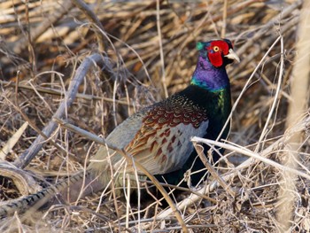 Green Pheasant Watarase Yusuichi (Wetland) Sat, 2/10/2024