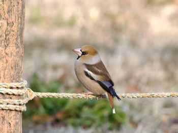 Hawfinch Watarase Yusuichi (Wetland) Sat, 2/10/2024