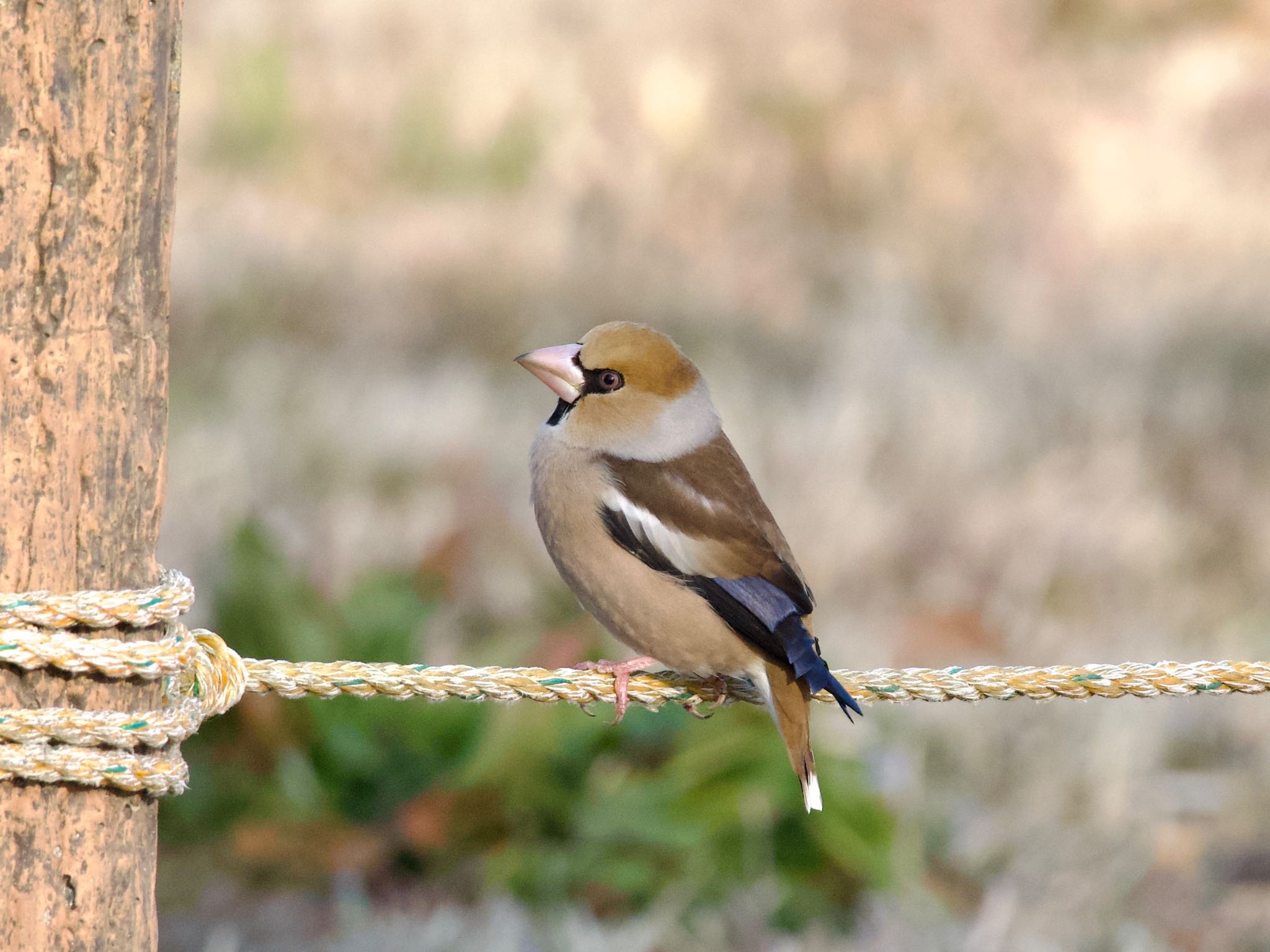 Hawfinch