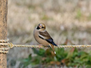 Hawfinch Watarase Yusuichi (Wetland) Sat, 2/10/2024