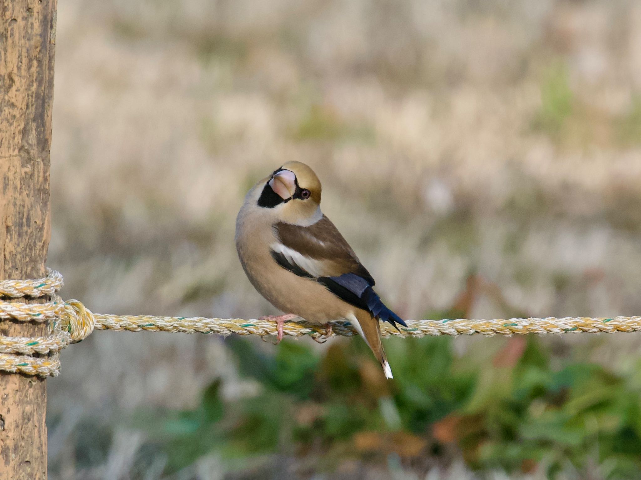 Hawfinch