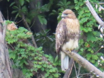 Eastern Buzzard Hikarigaoka Park Sun, 10/1/2023