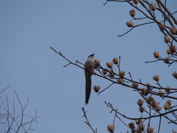 Azure-winged Magpie 栃木県中央公園 Thu, 2/15/2024