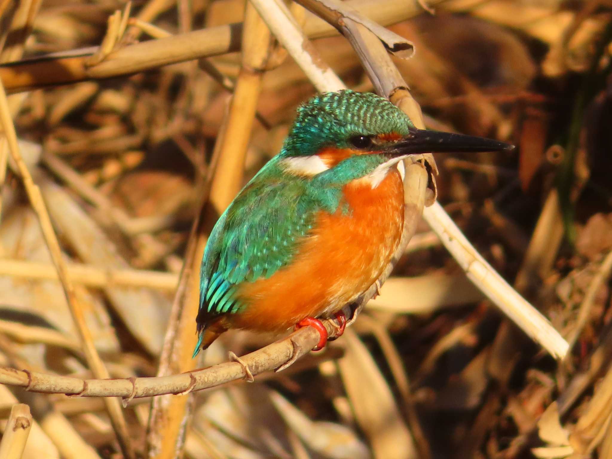 Common Kingfisher