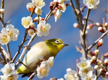 メジロ 大室公園 2024年2月4日(日)