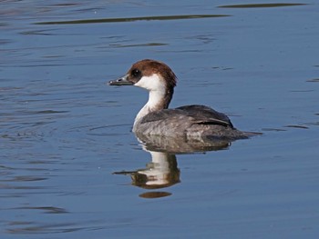 Wed, 2/14/2024 Birding report at 坂田ヶ池総合公園