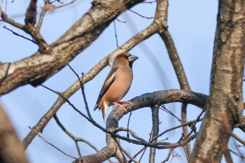 2024年2月14日(水) 三ツ池公園(横浜市鶴見区)の野鳥観察記録