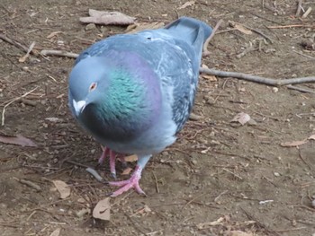 カワラバト 平和の森公園 2024年2月15日(木)