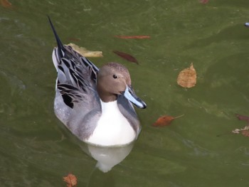 オナガガモ 平和の森公園 2024年2月15日(木)