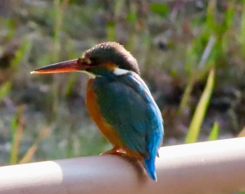 カワセミ 平和の森公園 2024年2月15日(木)