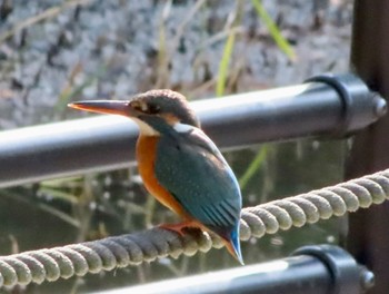 カワセミ 平和の森公園 2024年2月15日(木)