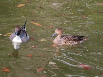 オナガガモ 平和の森公園 2024年2月15日(木)