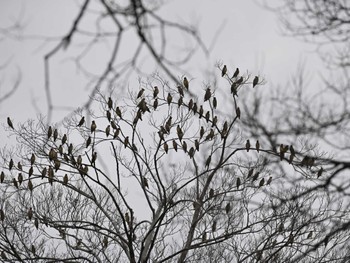 Japanese Waxwing 熊本城 Thu, 2/15/2024