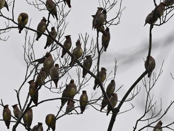 Japanese Waxwing 熊本城 Thu, 2/15/2024