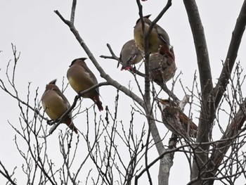 Japanese Waxwing 熊本城 Thu, 2/15/2024