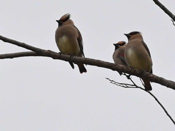 Japanese Waxwing 熊本城 Thu, 2/15/2024