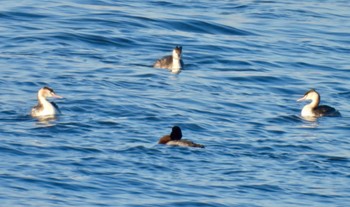 2024年2月12日(月) 藤前干潟の野鳥観察記録