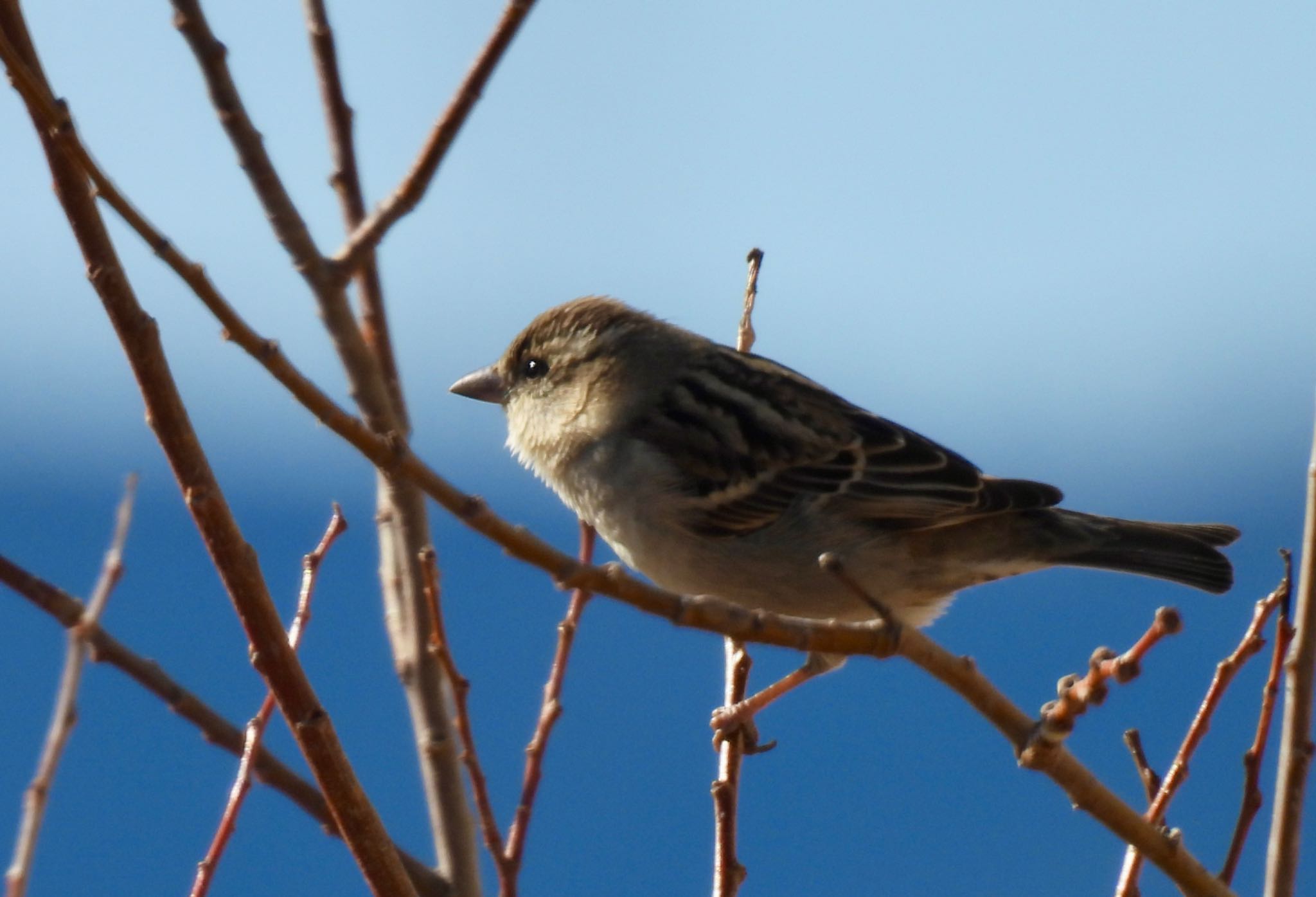 Russet Sparrow