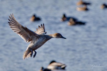 Northern Pintail 夏目の堰 (八丁堰) Sat, 2/10/2024