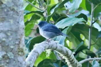 ウスズミハナサシミツドリ Trogon Lodge(Costa Rica) 2024年2月13日(火)