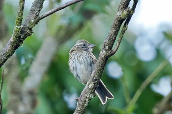 アカエリシトド Trogon Lodge(Costa Rica) 2024年2月13日(火)