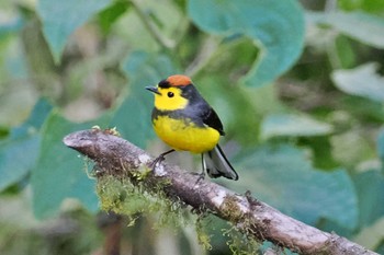 Collared Whitestart Trogon Lodge(Costa Rica) Tue, 2/13/2024