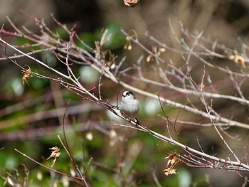 エナガ 佐鳴湖 2024年2月10日(土)