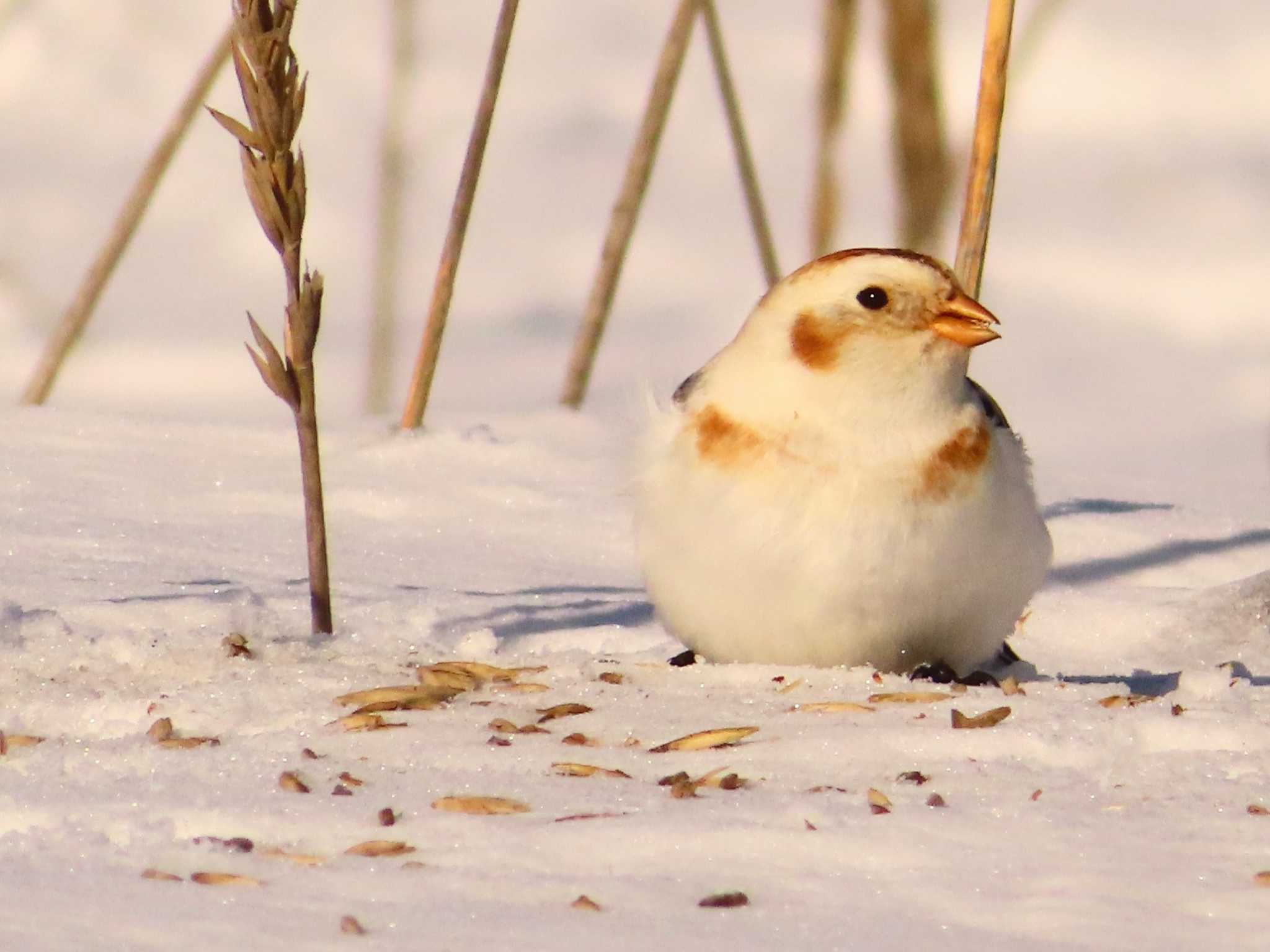 Snow Bunting