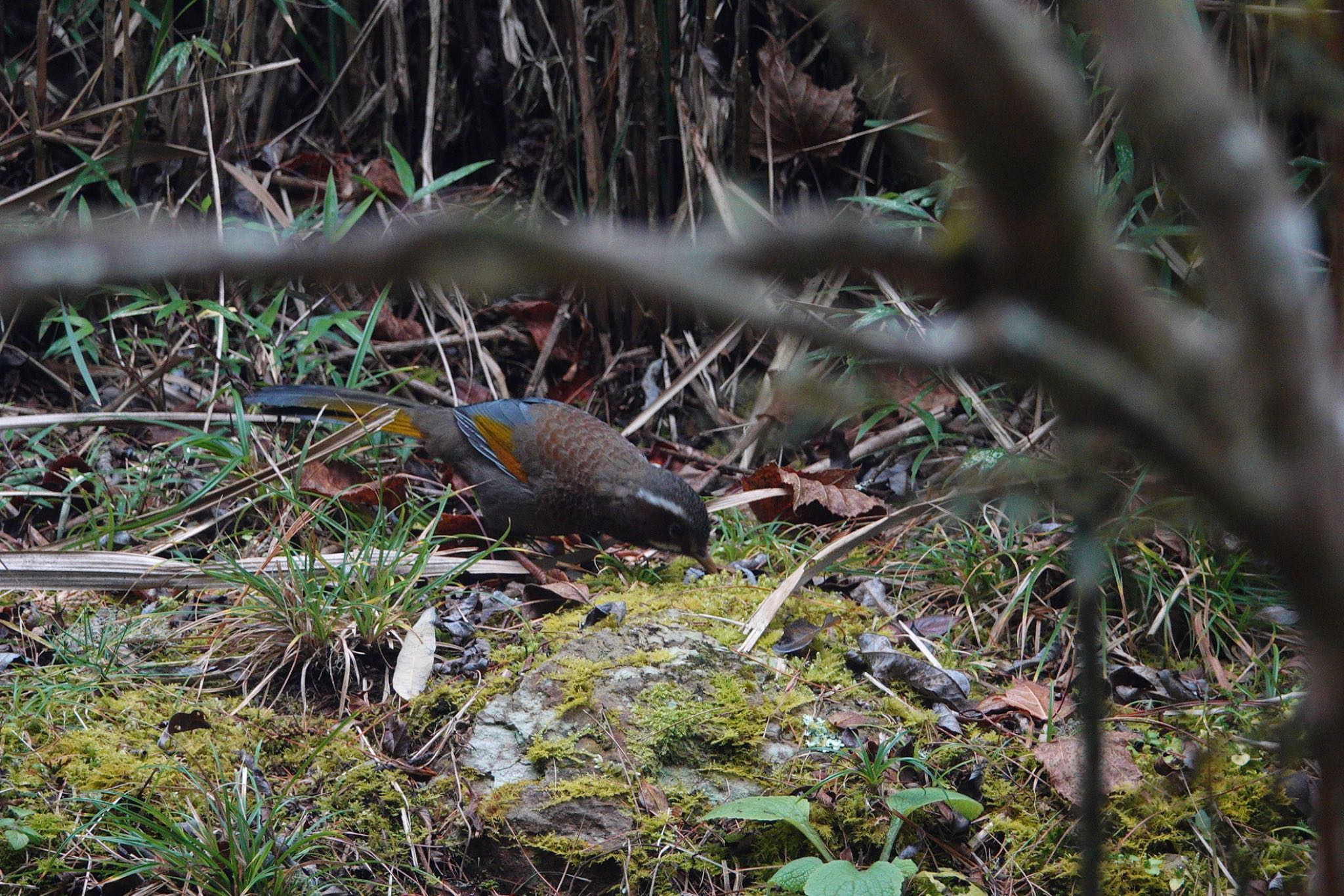 Photo of White-whiskered Laughingthrush at 阿里山国家森林遊楽区 by のどか