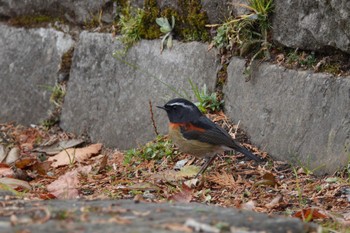 Collared Bush Robin 阿里山国家森林遊楽区 Thu, 1/25/2024