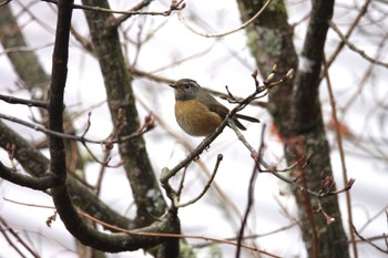 Collared Bush Robin 阿里山国家森林遊楽区 Thu, 1/25/2024