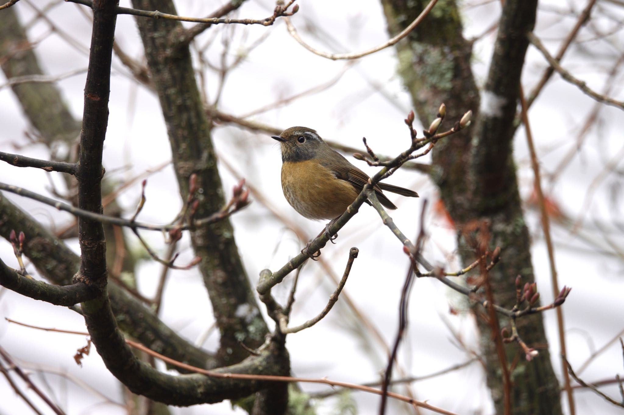 Collared Bush Robin