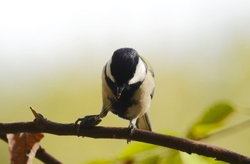 シジュウカラ 北本自然観察公園 2018年11月21日(水)