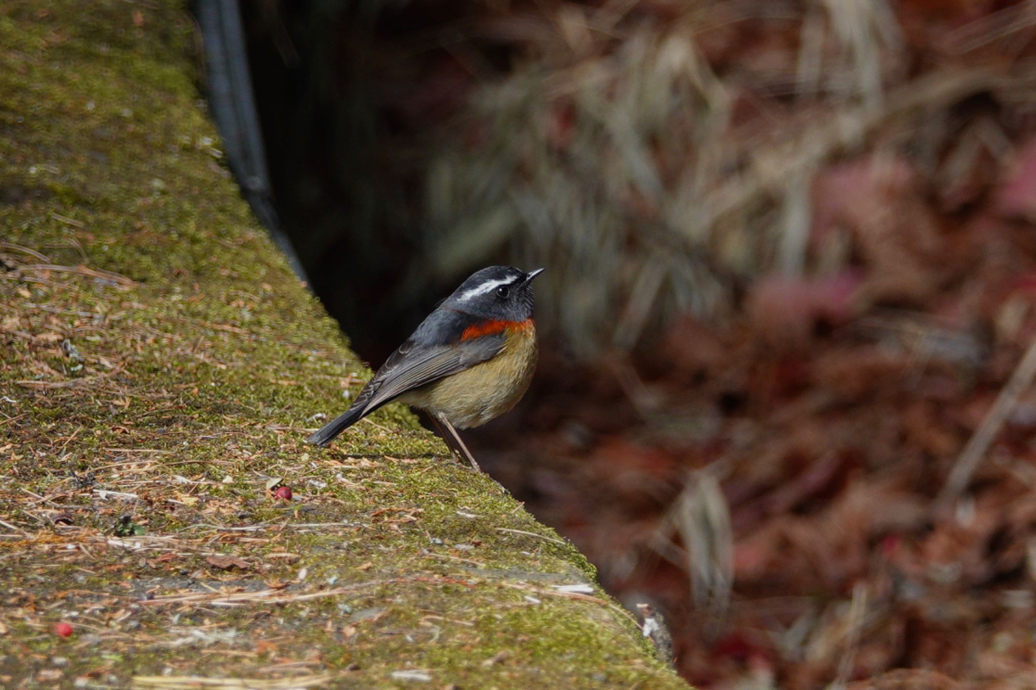 Collared Bush Robin