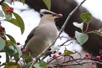 Japanese Waxwing どっかその辺 Thu, 2/15/2024