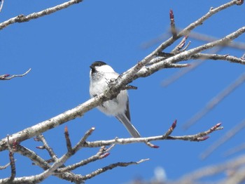 2024年2月11日(日) 縞枯山(北八ヶ岳)の野鳥観察記録