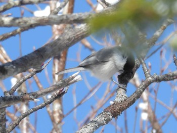 コガラ 縞枯山(北八ヶ岳) 2024年2月11日(日)