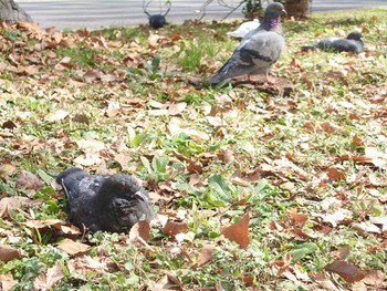 Rock Dove Hibiya Park Thu, 2/15/2024