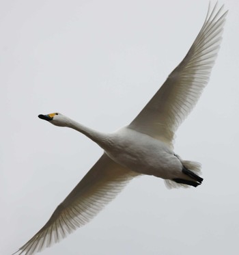 Tundra Swan 滋賀県湖北 Sat, 2/10/2024