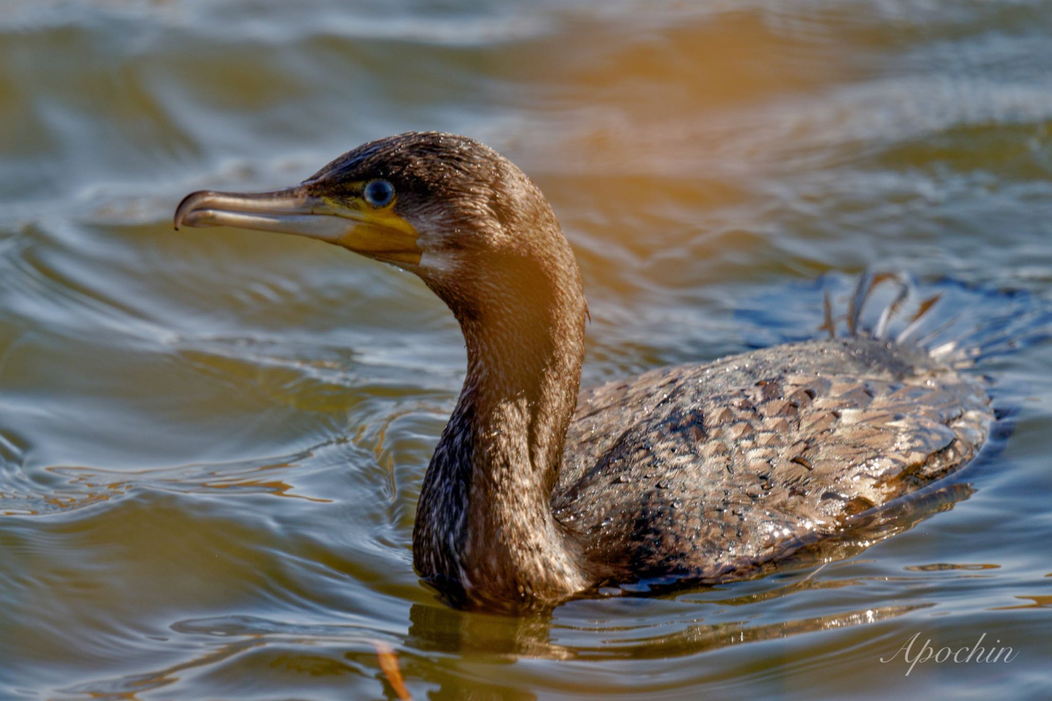 Great Cormorant